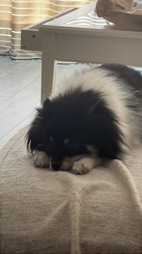Hotel para Cães