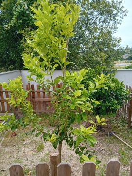 Tree Trimmer