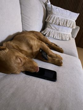 Hotel para Cães