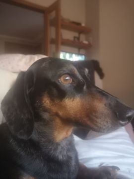Hospedaje de perros