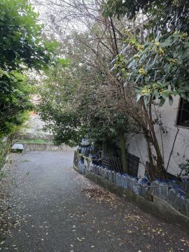 Poda e Manutenção de Árvores