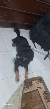 Hotel para Cães