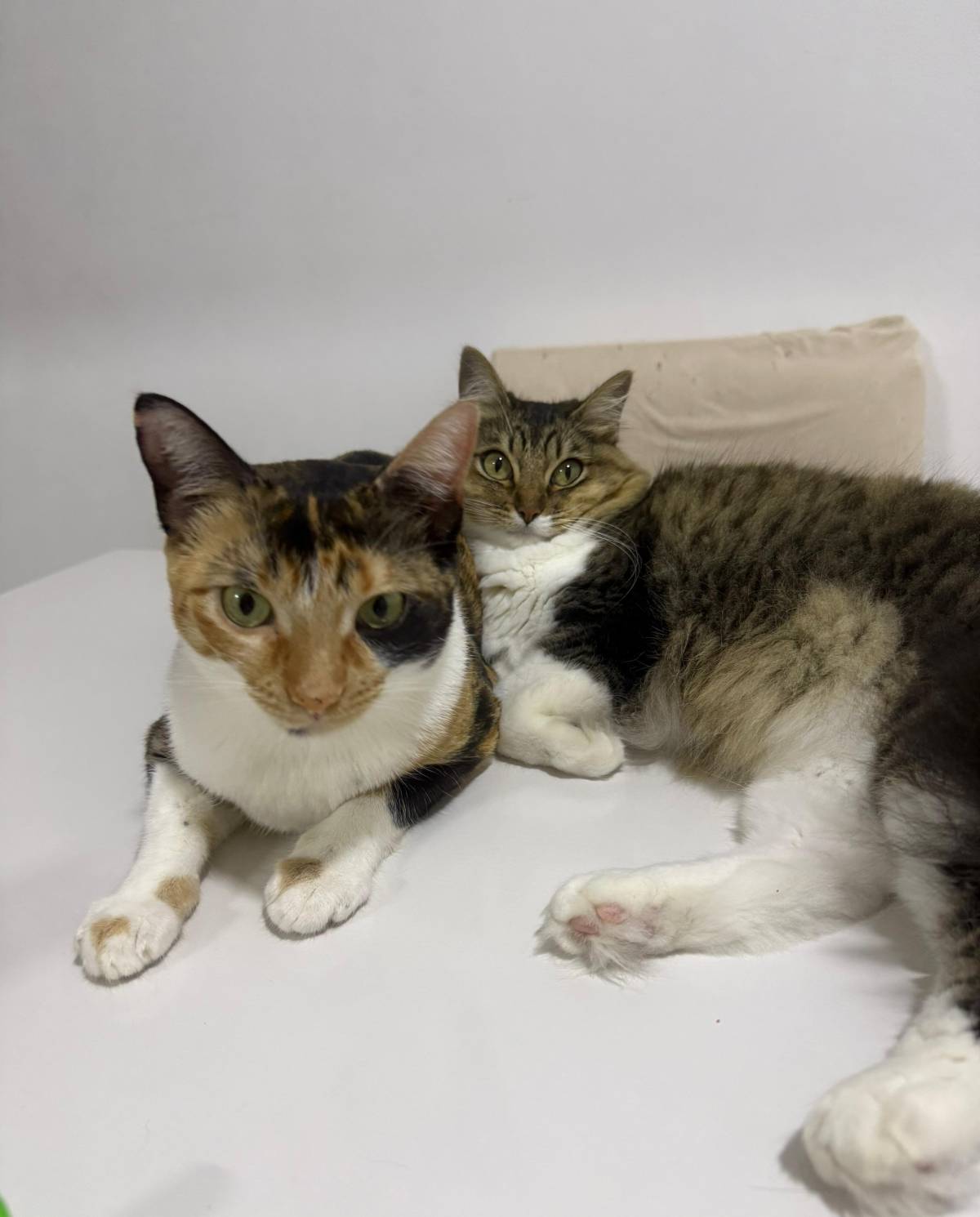Meyri Pet Sitter - Cascais - Cat Sitting