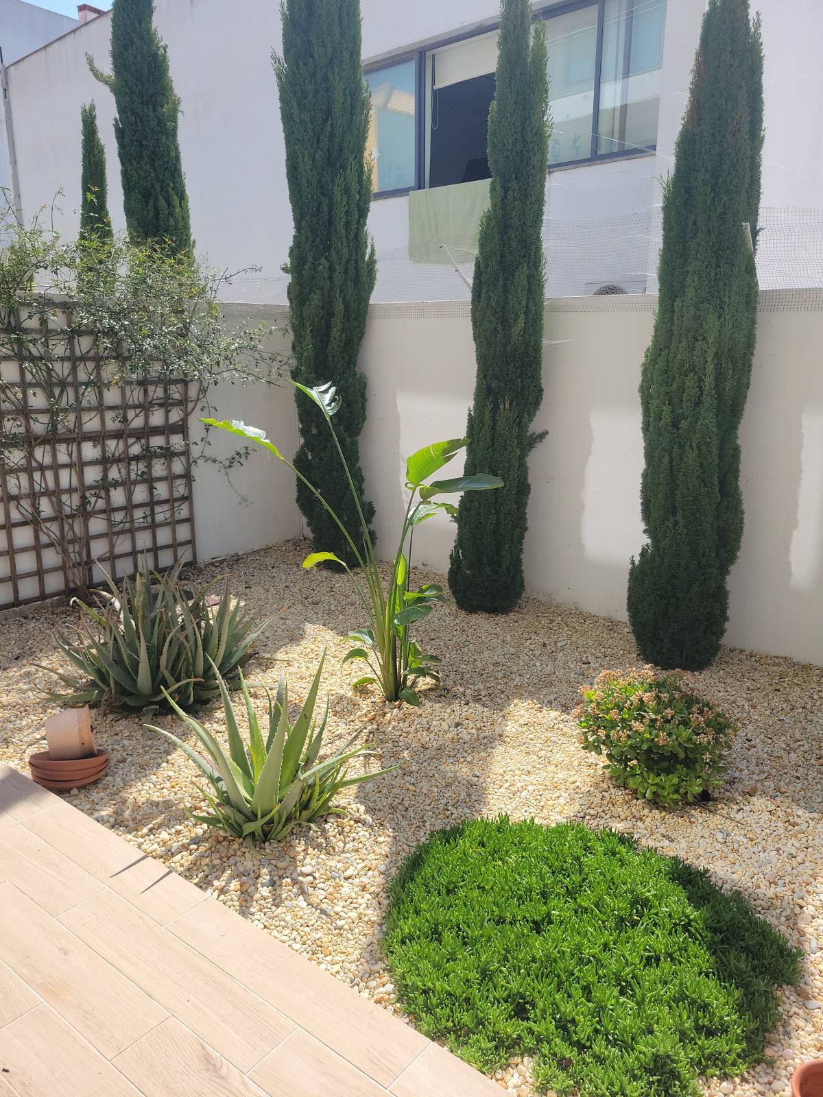 Filipe Cavaco - Tavira - Plantação de Árvores