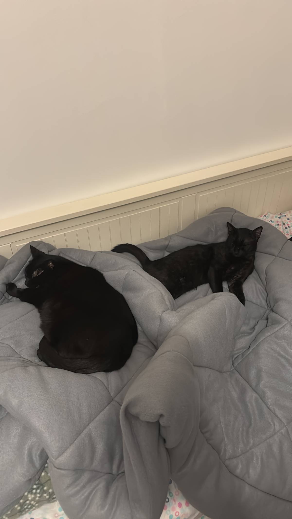 Meyri Pet Sitter - Cascais - Dog Sitting