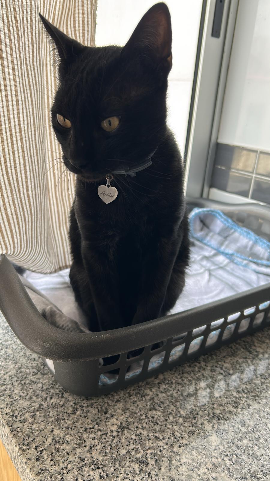Meyri Pet Sitter - Cascais - Pet Sitting