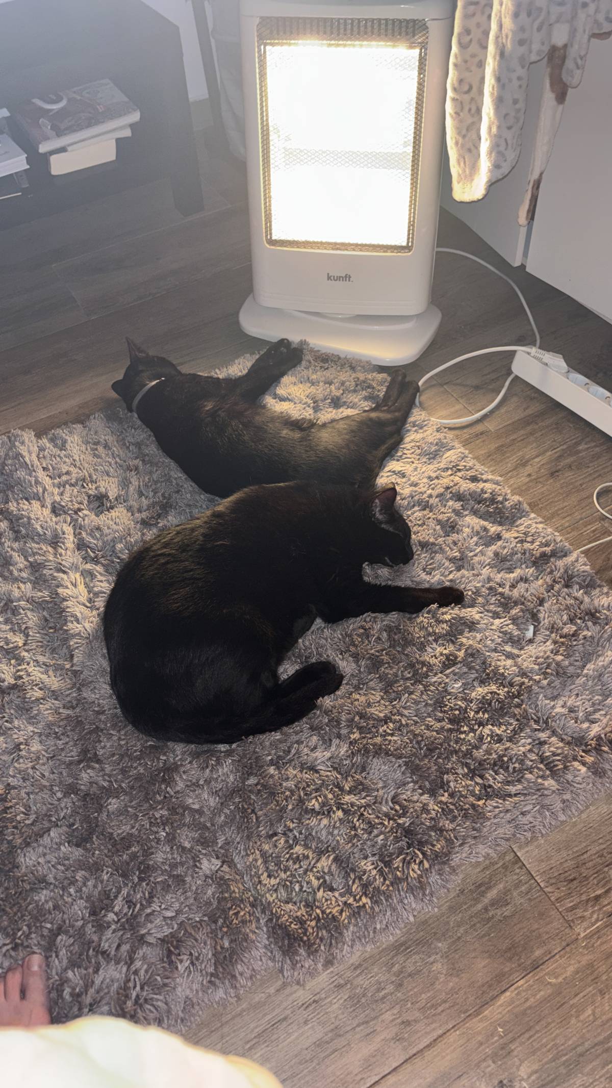 Meyri Pet Sitter - Cascais - Dog Walking