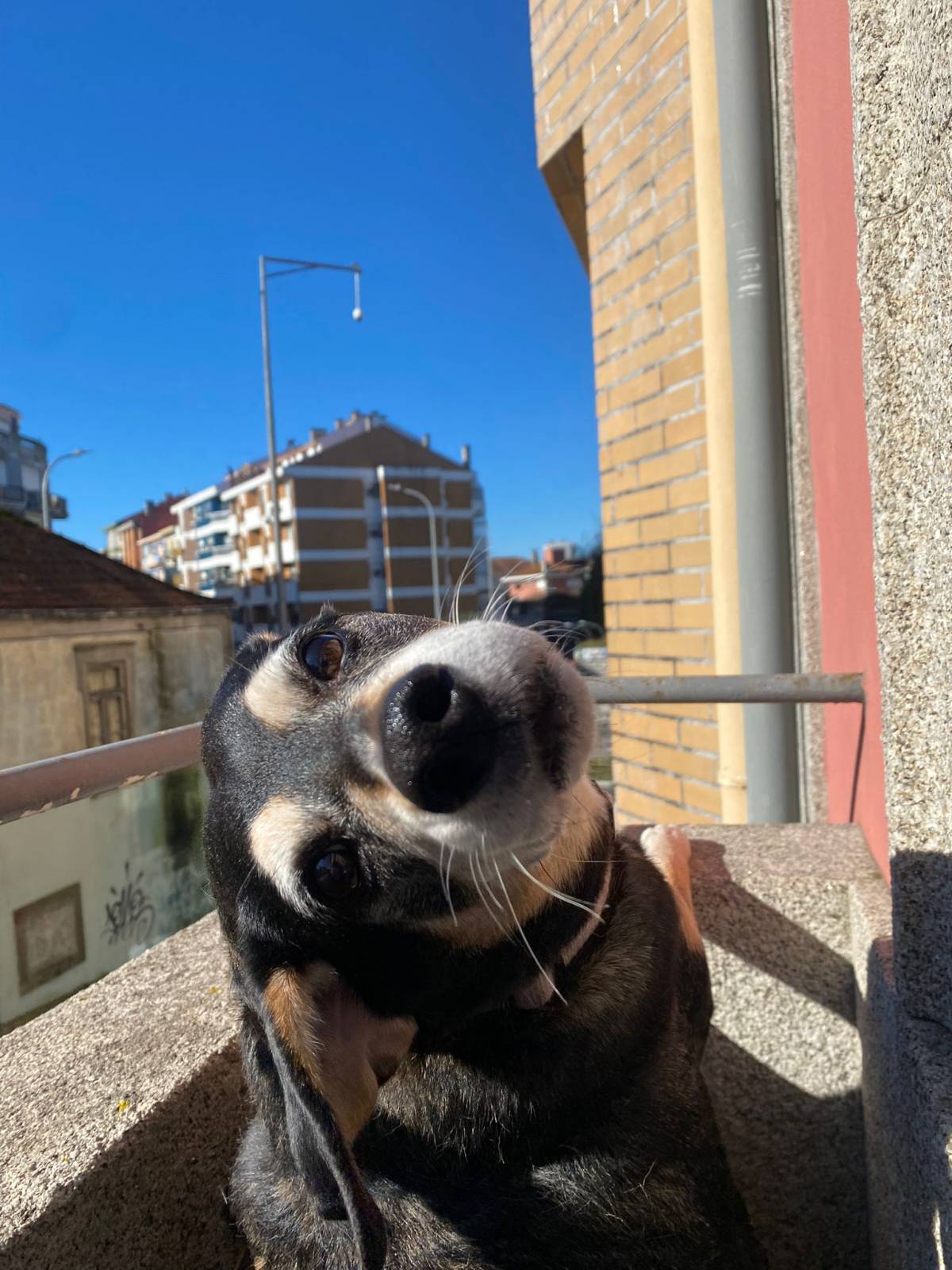 Ced’House - Matosinhos - Hospedaje de perros