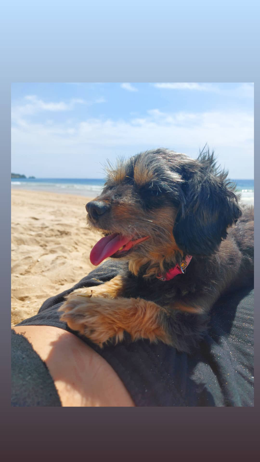 Pet Friendly - Serviços - Portimão - Haustierpflege