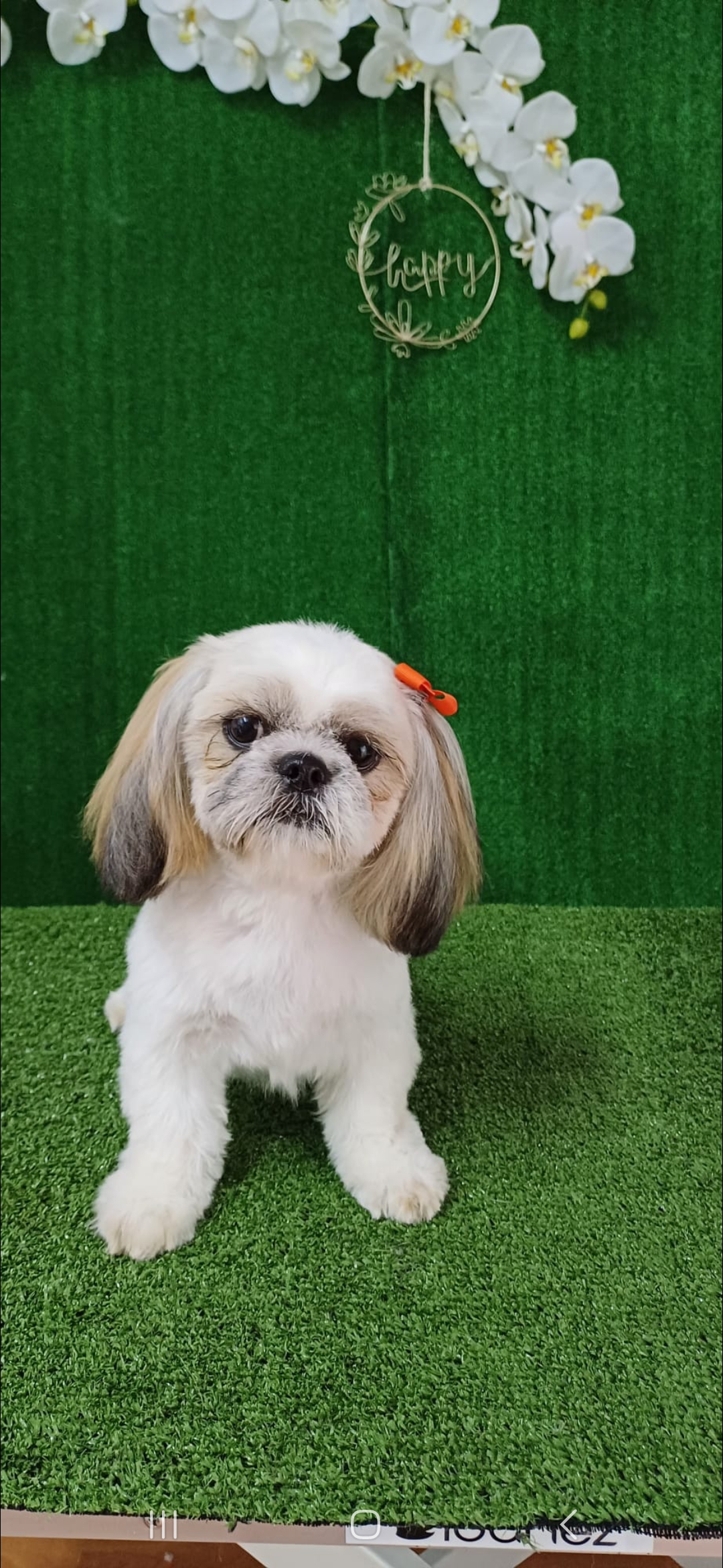 Inês Roque - Happy Paws Groomer - Almada - Haustierpflege