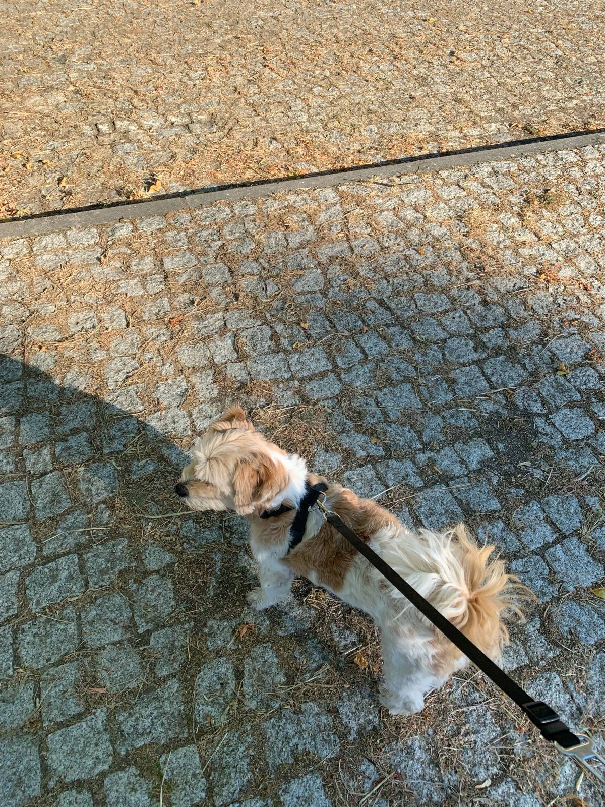 Pet4All - Bragança - Dog Walking