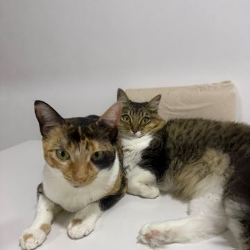 Meyri Pet Sitter - Cascais - Cat Sitting