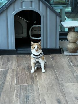 Pet Sitter