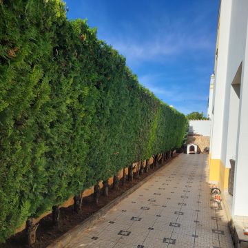 Filipe Cavaco - Tavira - Remoção de Tronco de Árvore