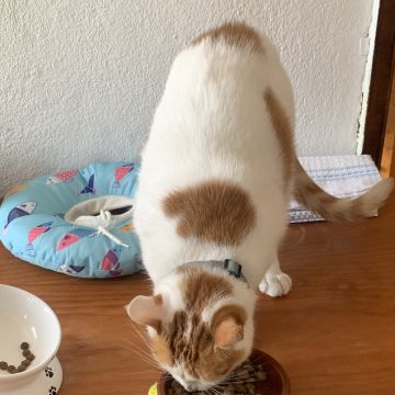 Pet4All - Bragança - Dog Sitting