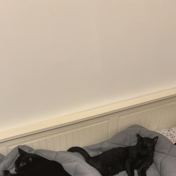 Meyri Pet Sitter - Cascais - Dog Sitting