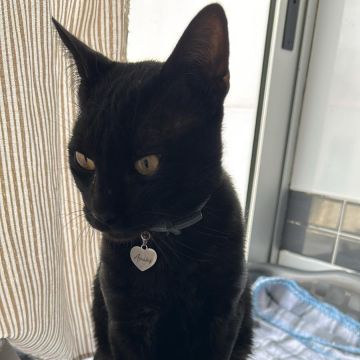 Meyri Pet Sitter - Cascais - Pet Sitting