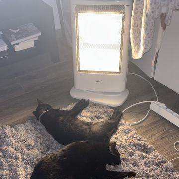 Meyri Pet Sitter - Cascais - Dog Walking