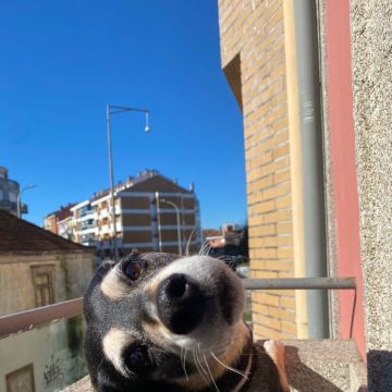 Ced’House - Matosinhos - Hospedaje de perros