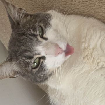 Ana Campos - Coimbra - Cuidado de mascotas