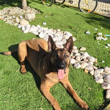 Sidebyside - Seixal - Dog Hotel