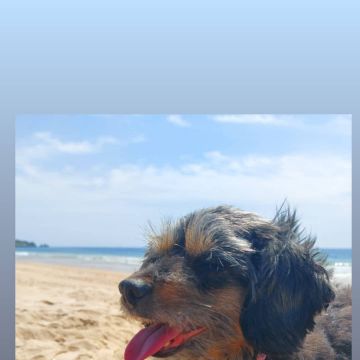 Pet Friendly - Serviços - Portimão - Haustierpflege