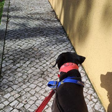 Salete Pereira - Almada - Hotel para Cães