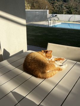 Pet Sitting