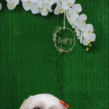 Inês Roque - Happy Paws Groomer - Almada - Haustierpflege
