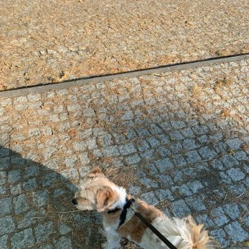 Pet4All - Bragança - Dog Walking