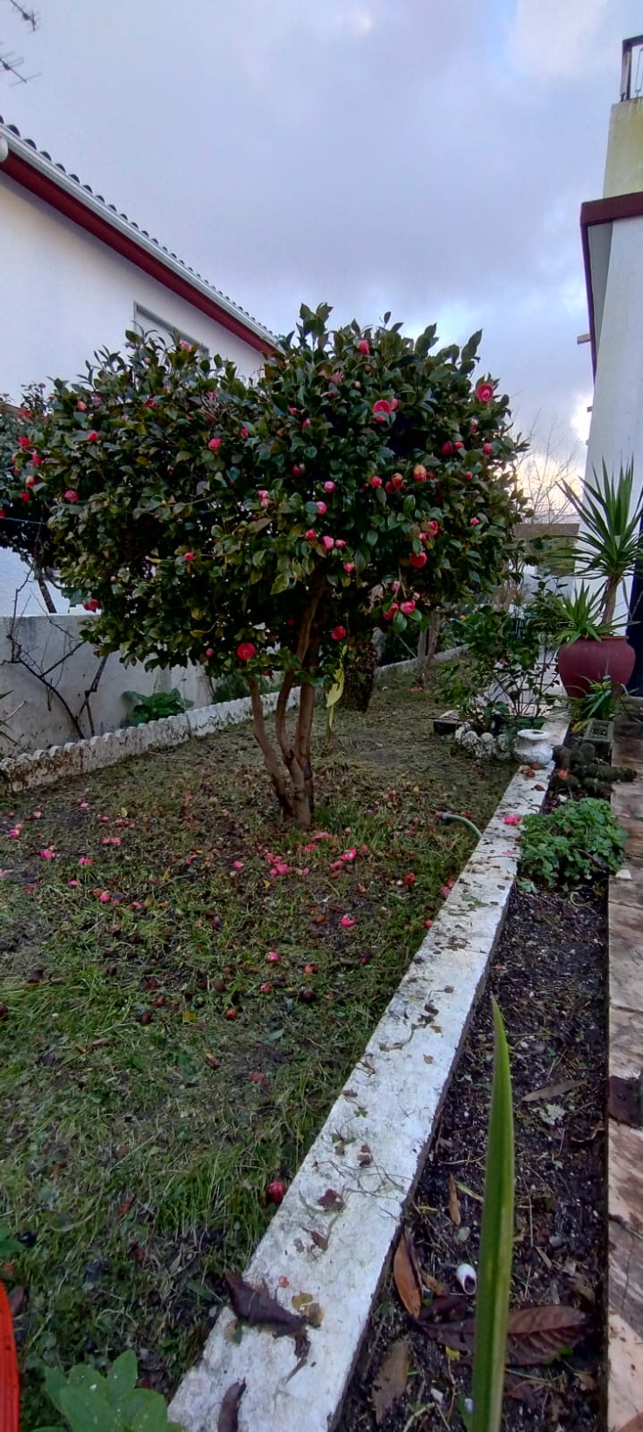 Júlio César - Palmela - Tree Stump Grinding and Removal