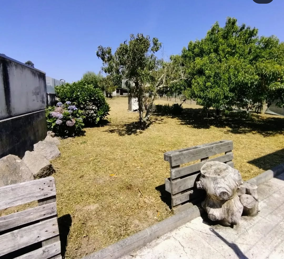 Arbo Jardinagem - Porto - Poda e Manutenção de Árvores