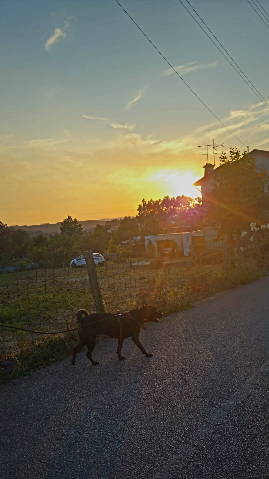 Ana Santos, Enfermeira Veterinária - Porto - Dog Sitting