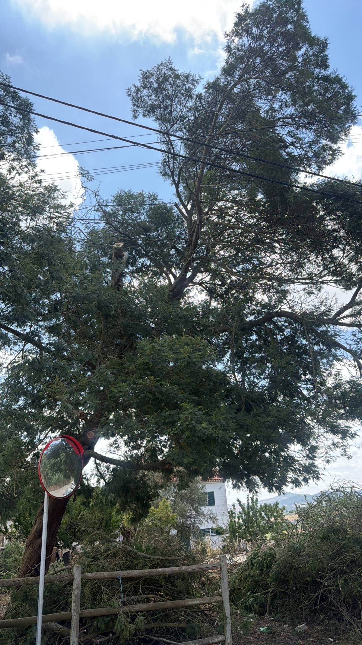 Monica e Micael - Vila Franca de Xira - Lavado y planchado