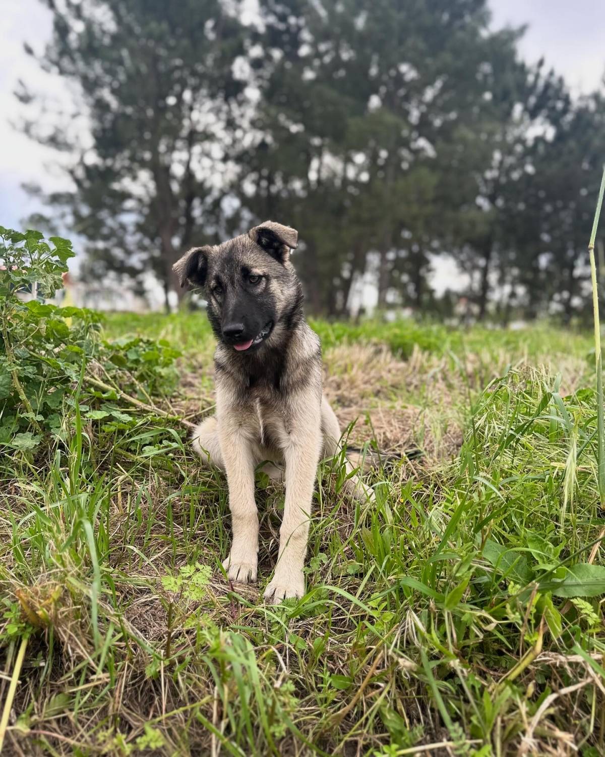 Andreia Inocêncio - Setúbal - Pet Sitting and Walking