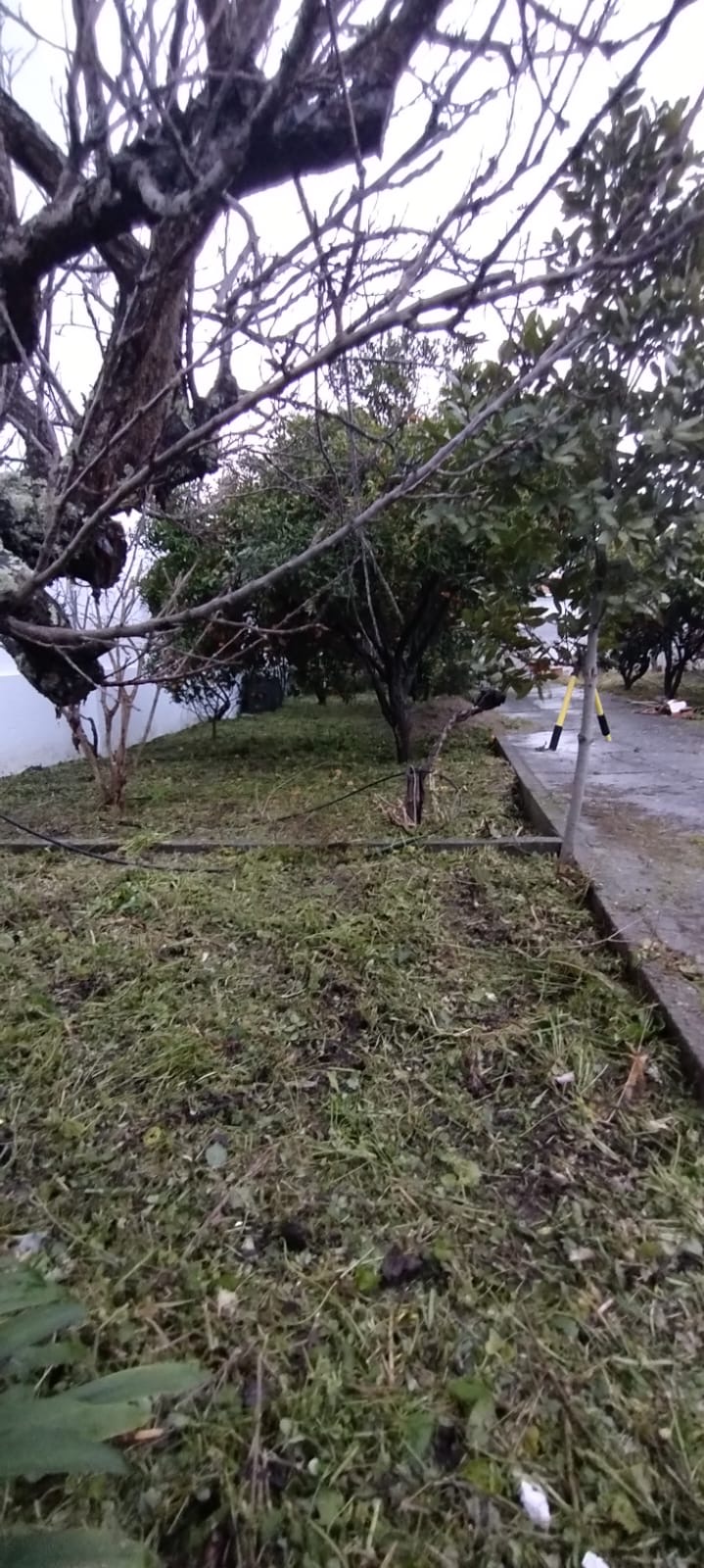 Júlio César - Palmela - Shrub Removal