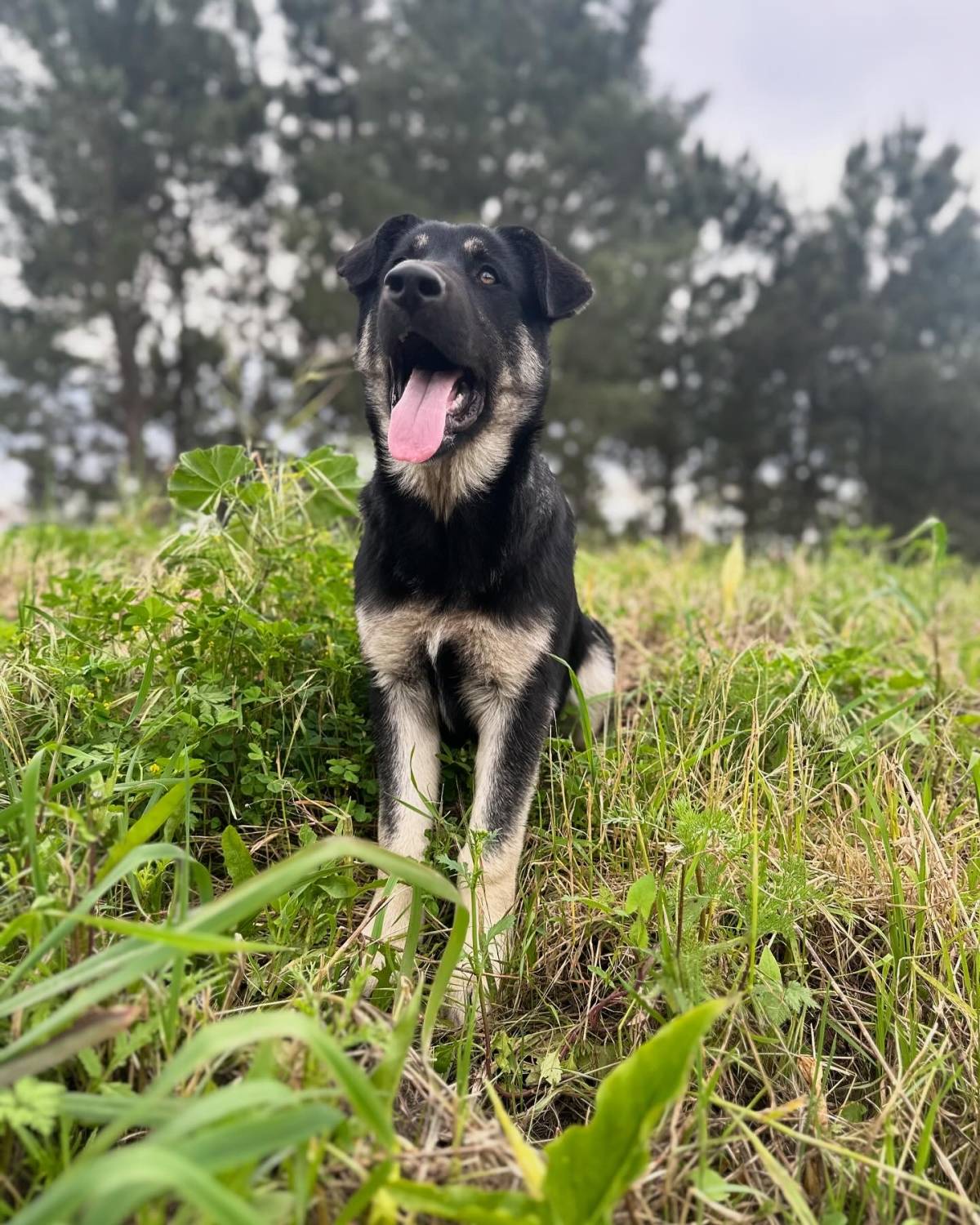 Andreia Inocêncio - Setúbal - Dog Walking