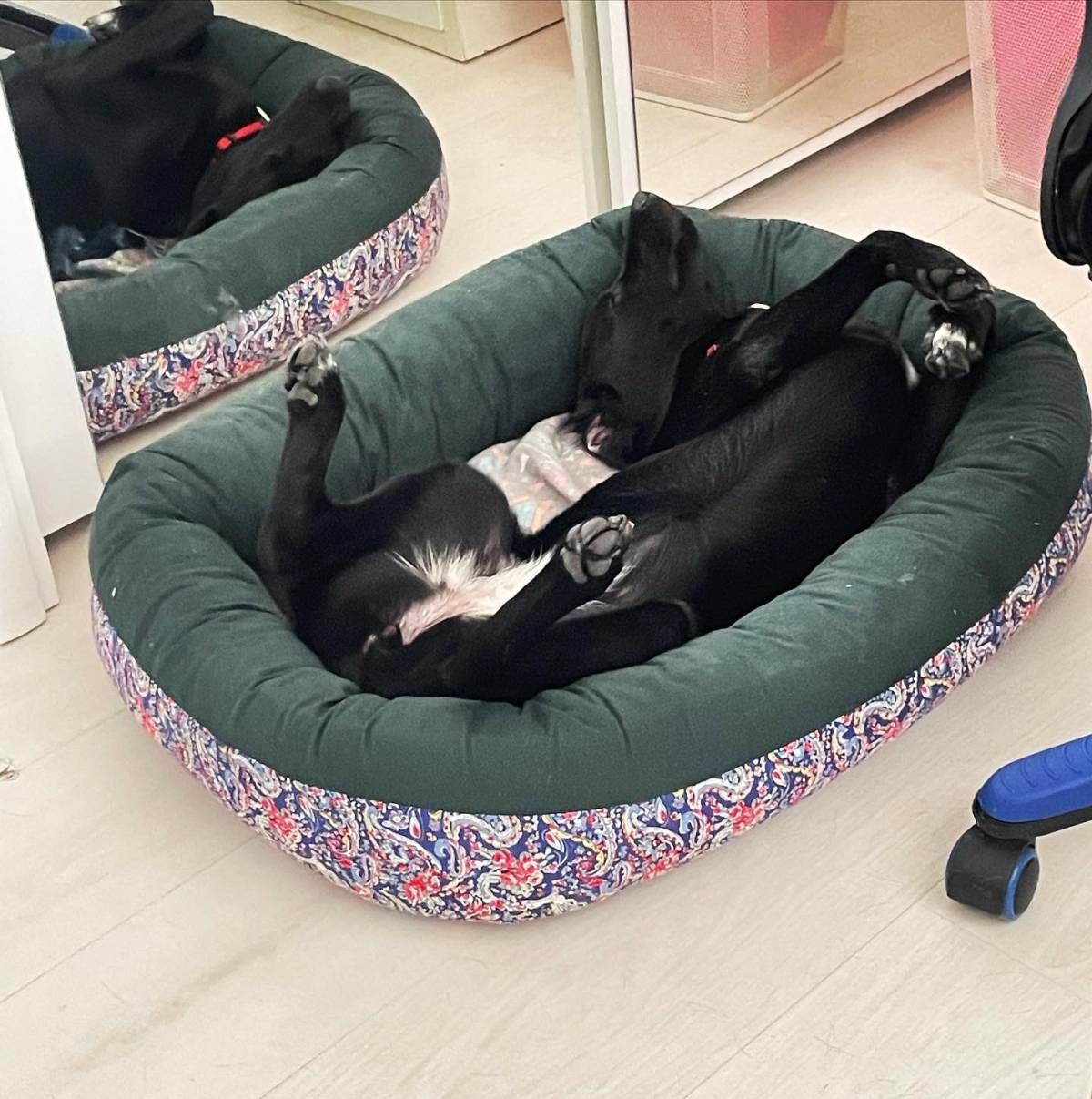 Pet Lover Fran - Lisboa - Dog Walking
