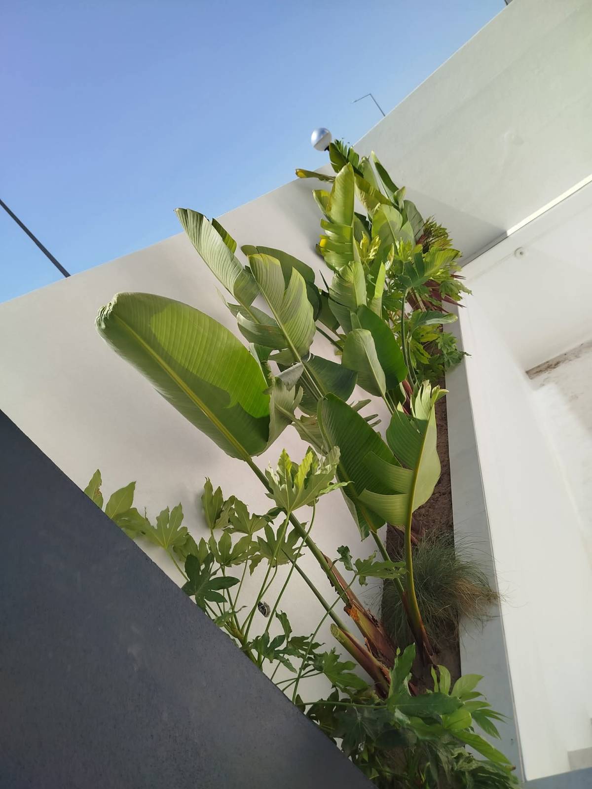 margardens.marclear - Montijo - Cleaning Out