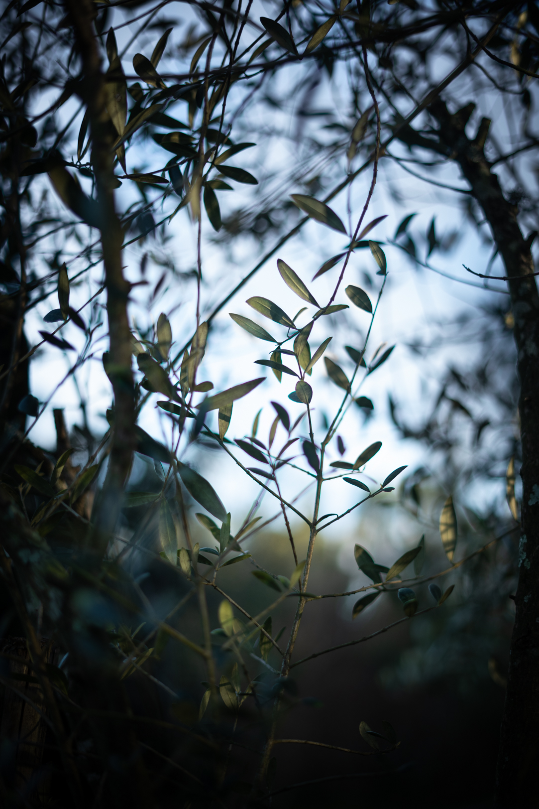 Rui Ferreira - Vila Nova de Gaia - Portrait Photography