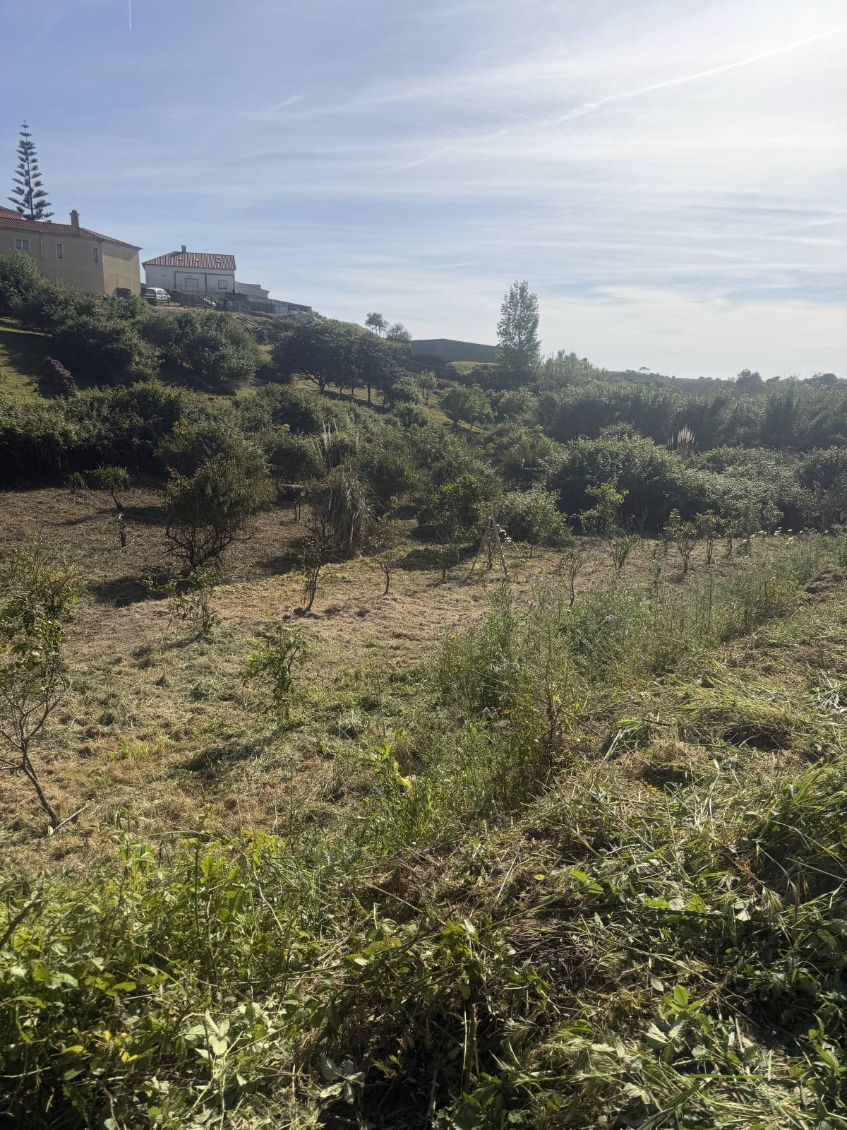 Monica e Micael - Vila Franca de Xira - Jardinería