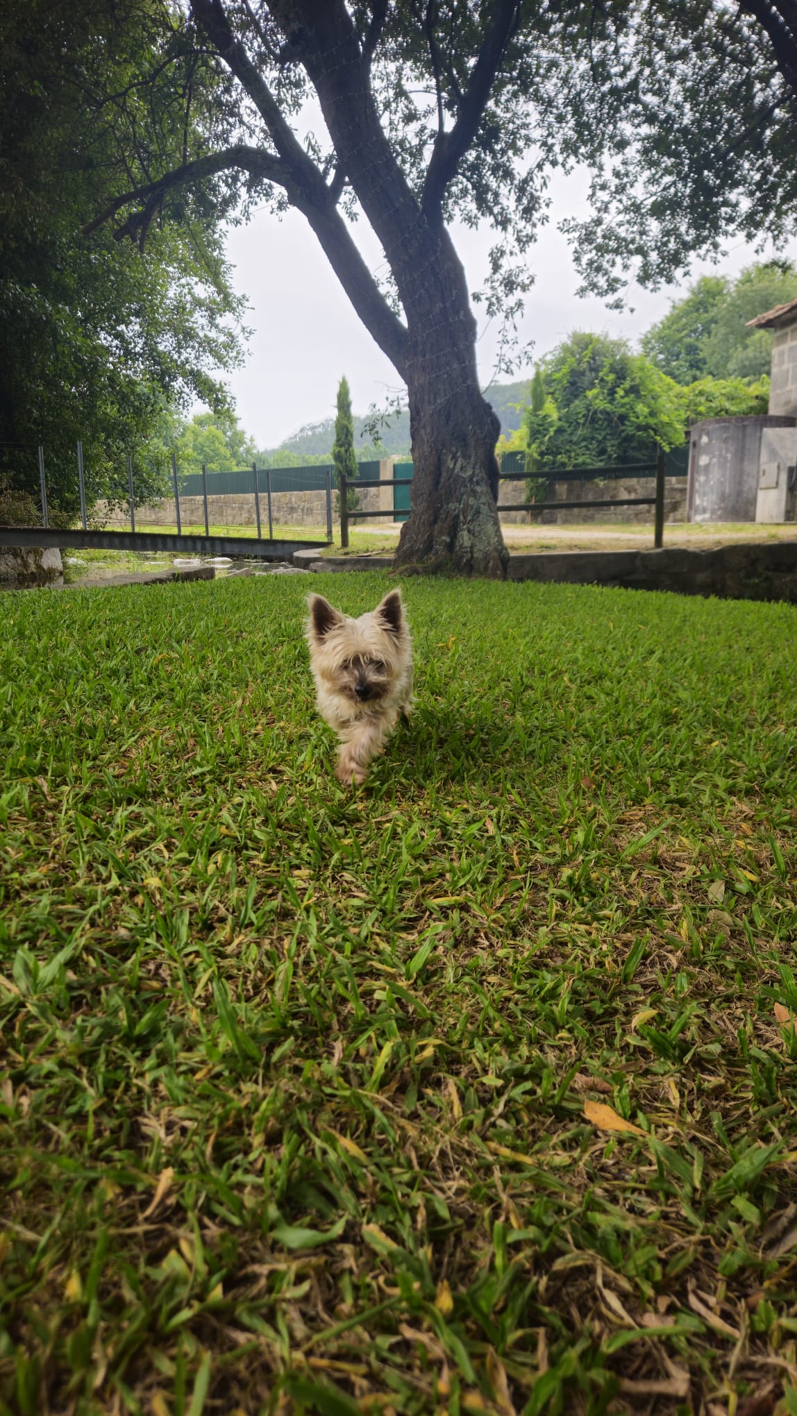 Ana Santos, Enfermeira Veterinária - Porto - Cat Sitting