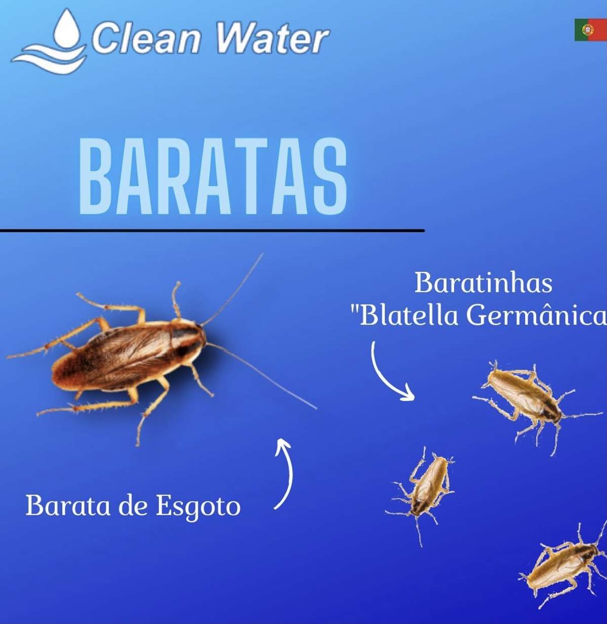 Clean water controlo de pragas - Sintra - Deep or Spring Cleaning