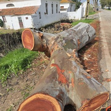 Monica e Micael - Vila Franca de Xira - Cortar y podar el césped