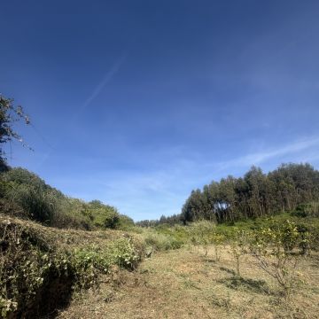 Monica e Micael - Vila Franca de Xira - Limpieza de ventanas