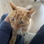 Ingrid Rani - Lisboa - Cat Sitting