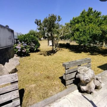 Arbo Jardinagem - Porto - Poda e Manutenção de Árvores