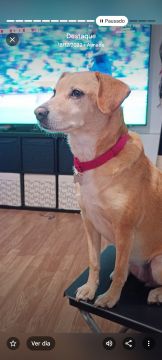 Hotel para Cães