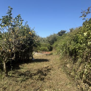 Monica e Micael - Vila Franca de Xira - Trituración y eliminación de tocones
