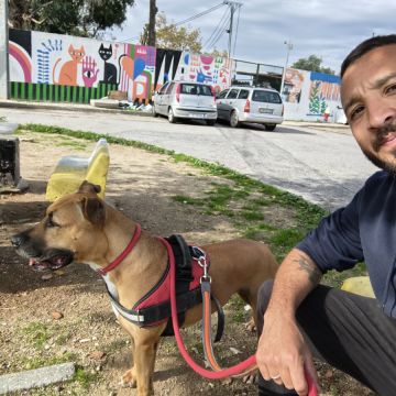 Lopes Treinador Canino - Lisboa - Dog Walking